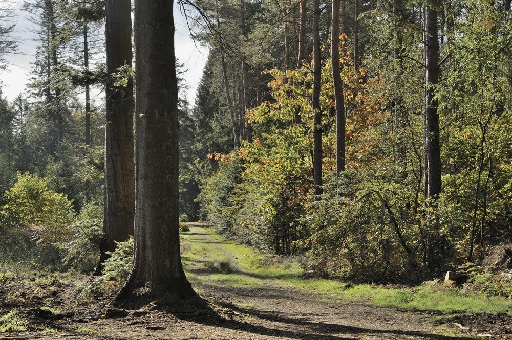 Speulderbos_herfst_008.jpg