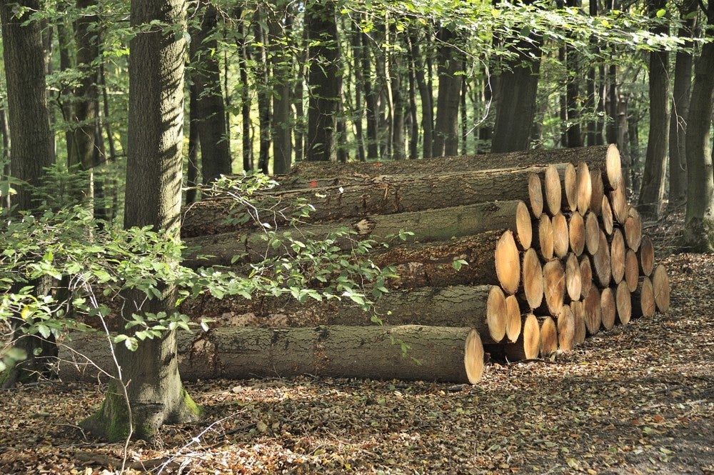 Speulderbos_herfst_010.jpg