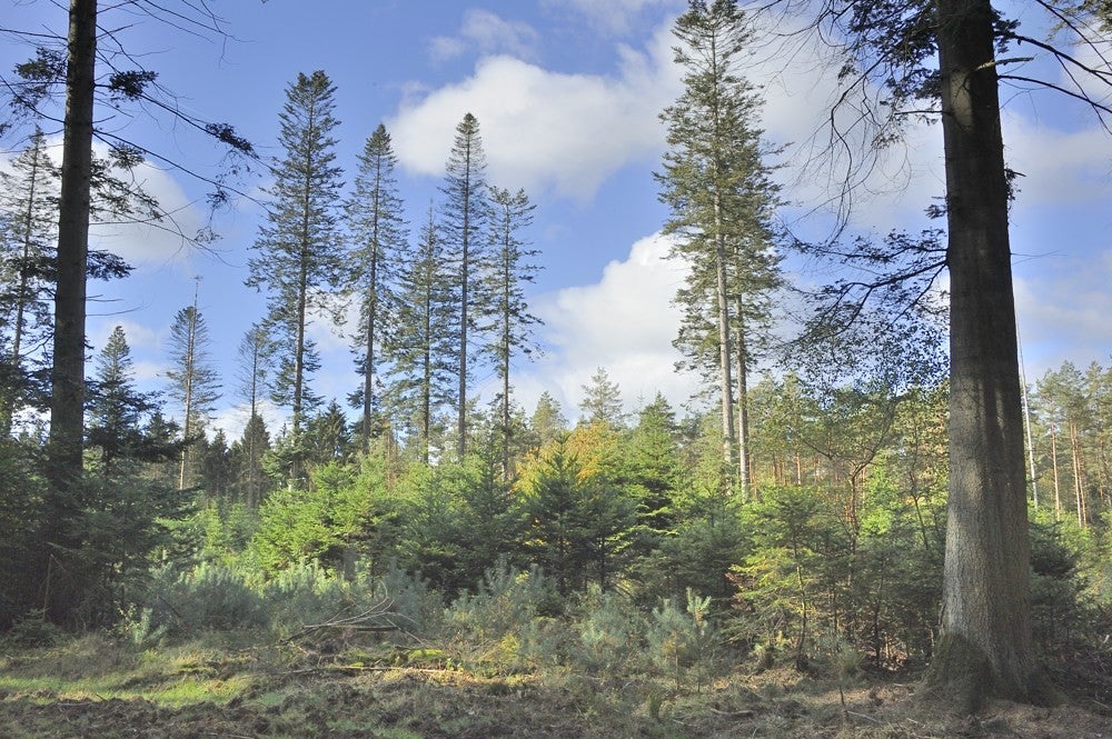Speulderbos_herfst_012.jpg