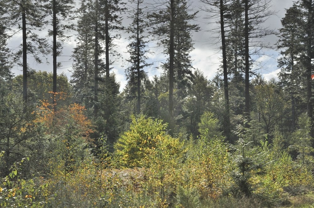 Speulderbos_herfst_016.jpg