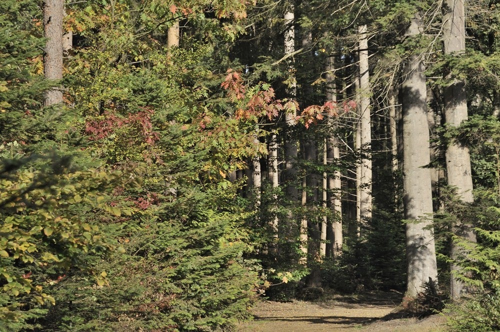 Speulderbos_herfst_018.jpg