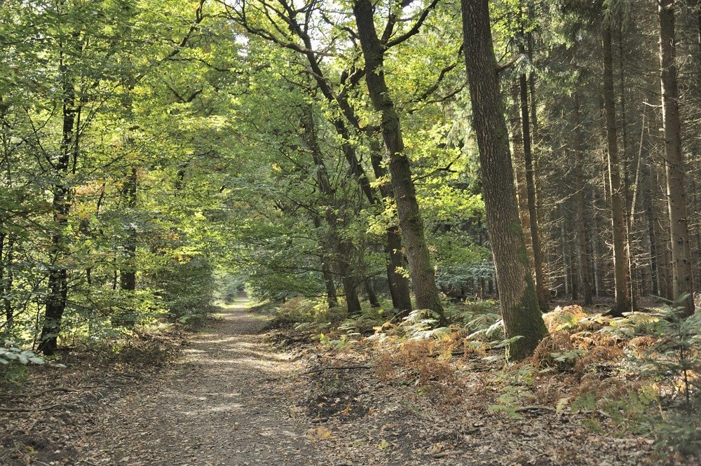 Speulderbos_herfst_020.jpg