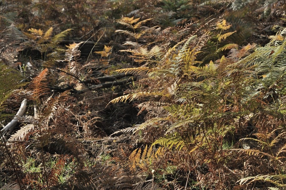 Speulderbos_herfst_022.jpg