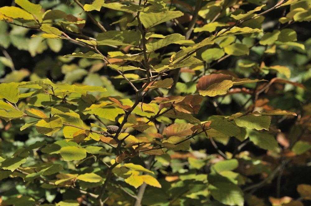 Speulderbos_herfst_024.jpg