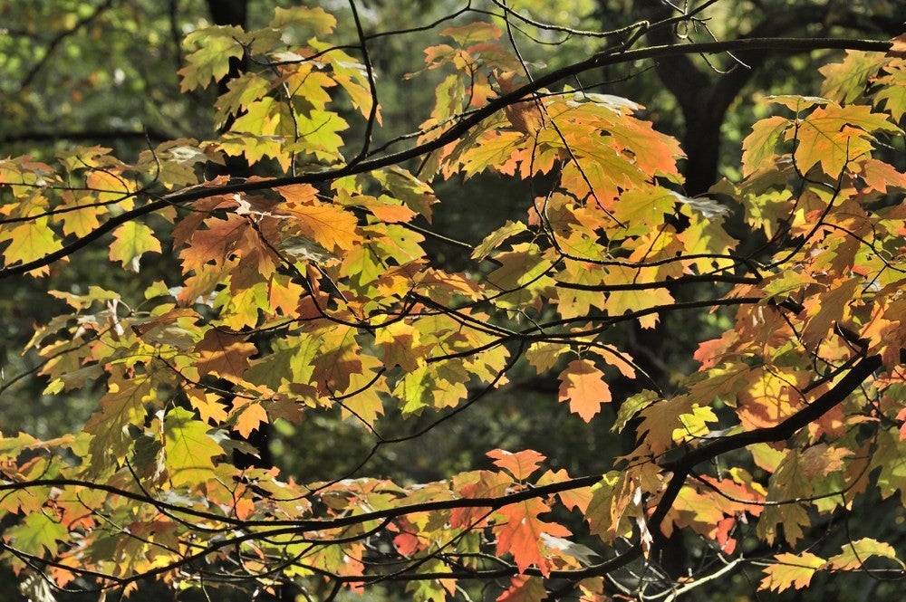 Speulderbos_herfst_026.jpg