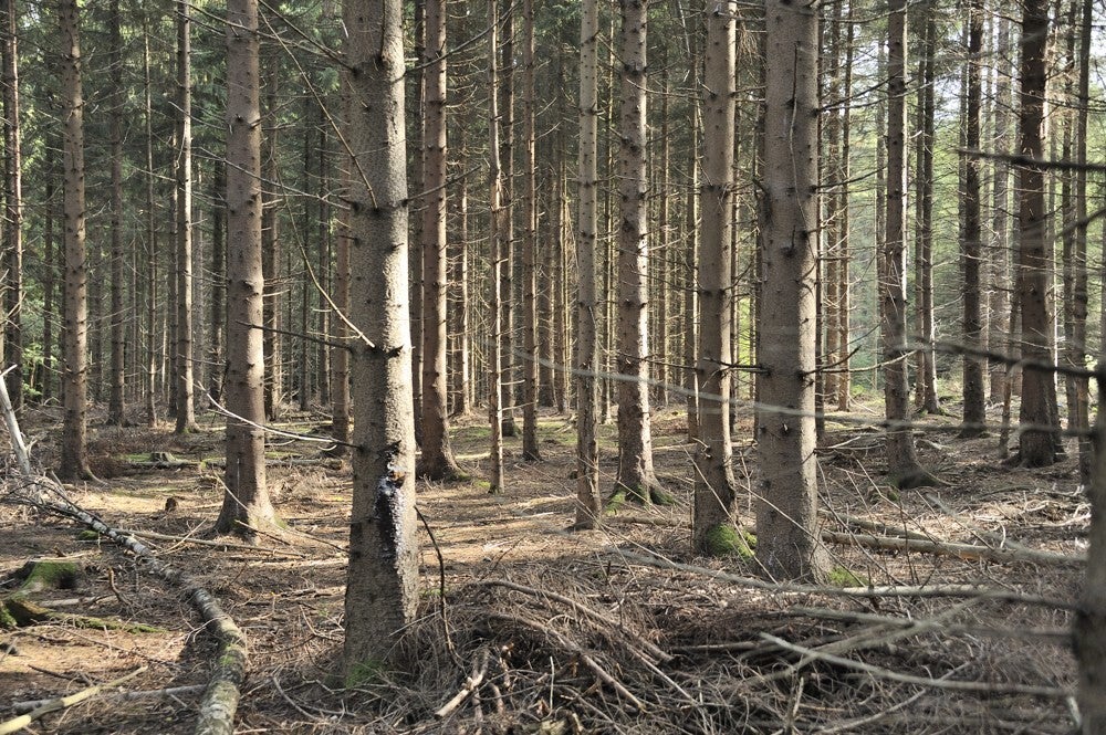 Speulderbos_herfst_028.jpg