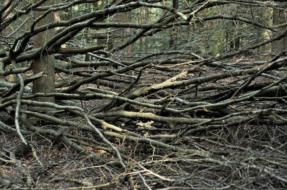 Speulderbos_herfst_030.jpg