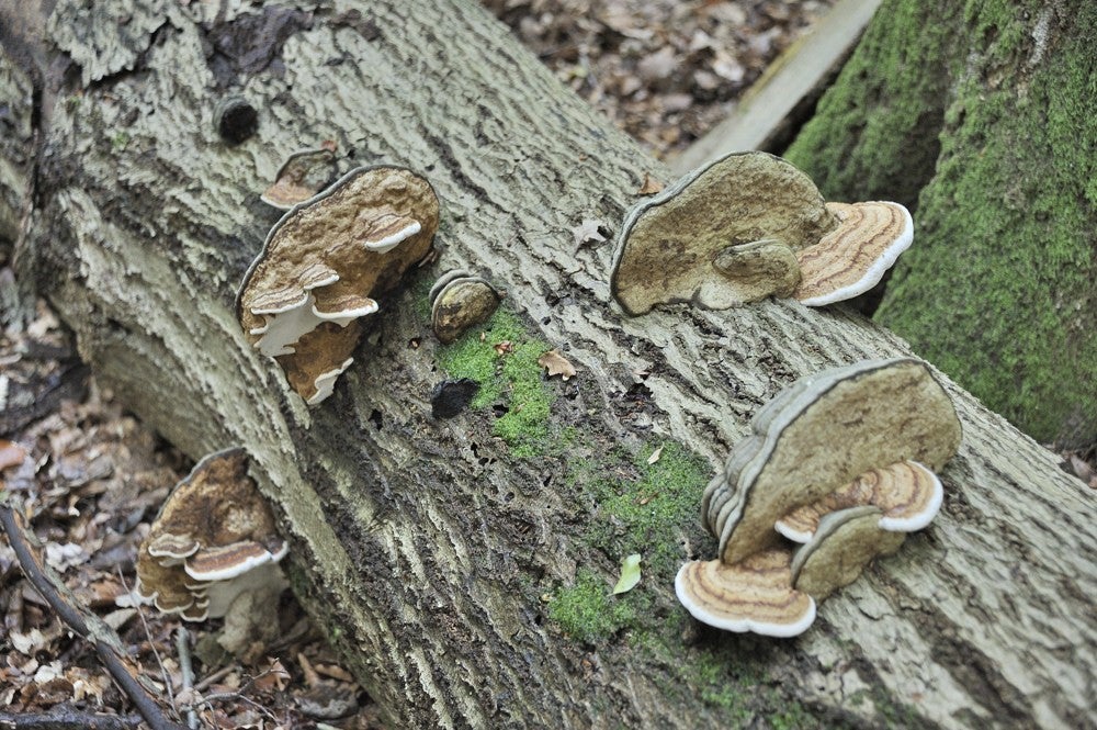 Speulderbos_herfst_032.jpg