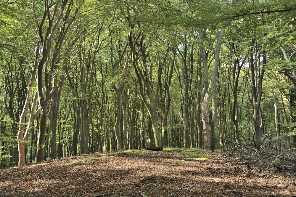 Speulderbos_herfst_034.jpg