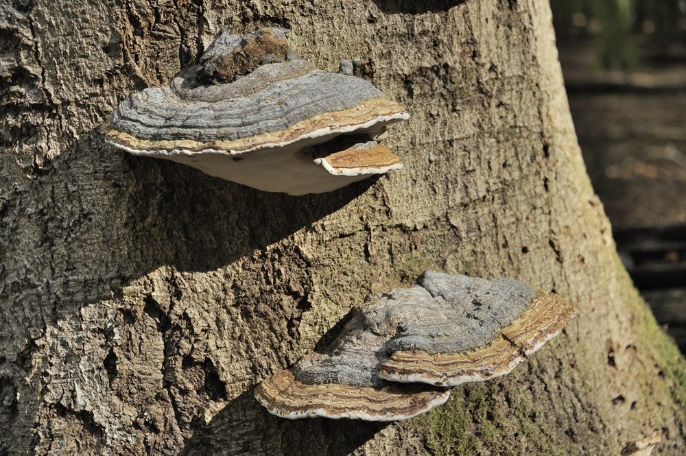 Speulderbos_herfst_036.jpg