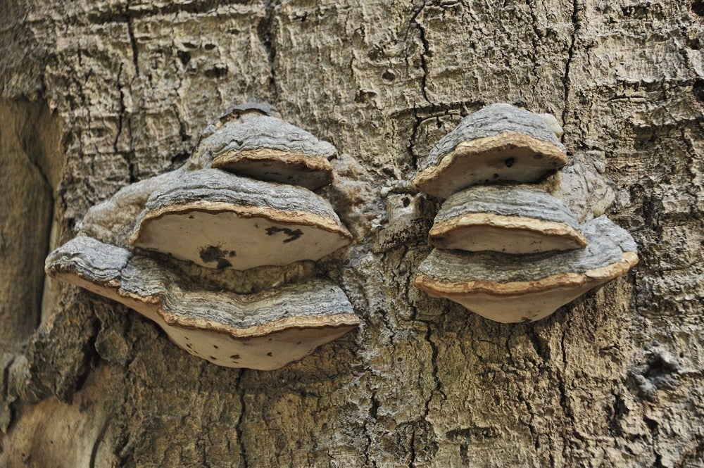 Speulderbos_herfst_038.jpg