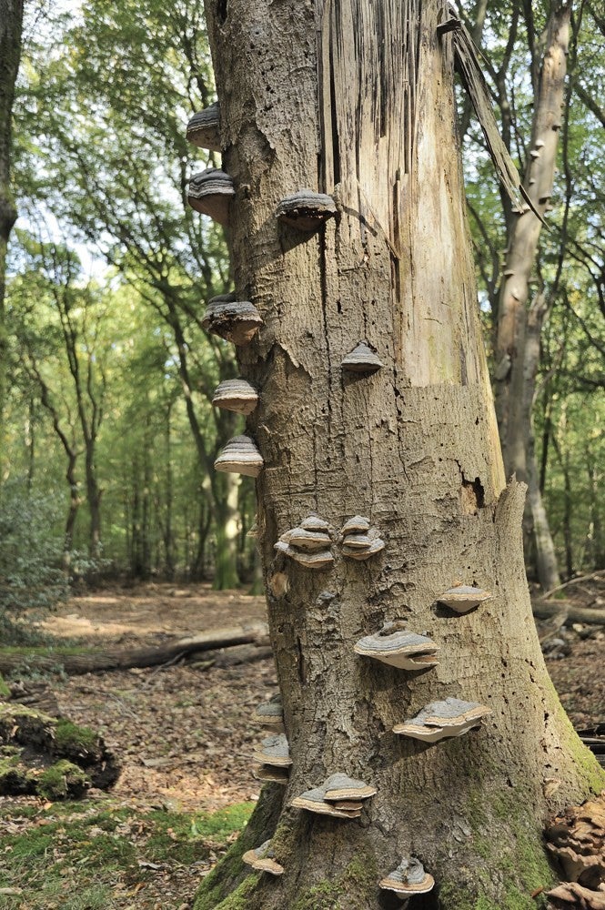 Speulderbos_herfst_040.jpg
