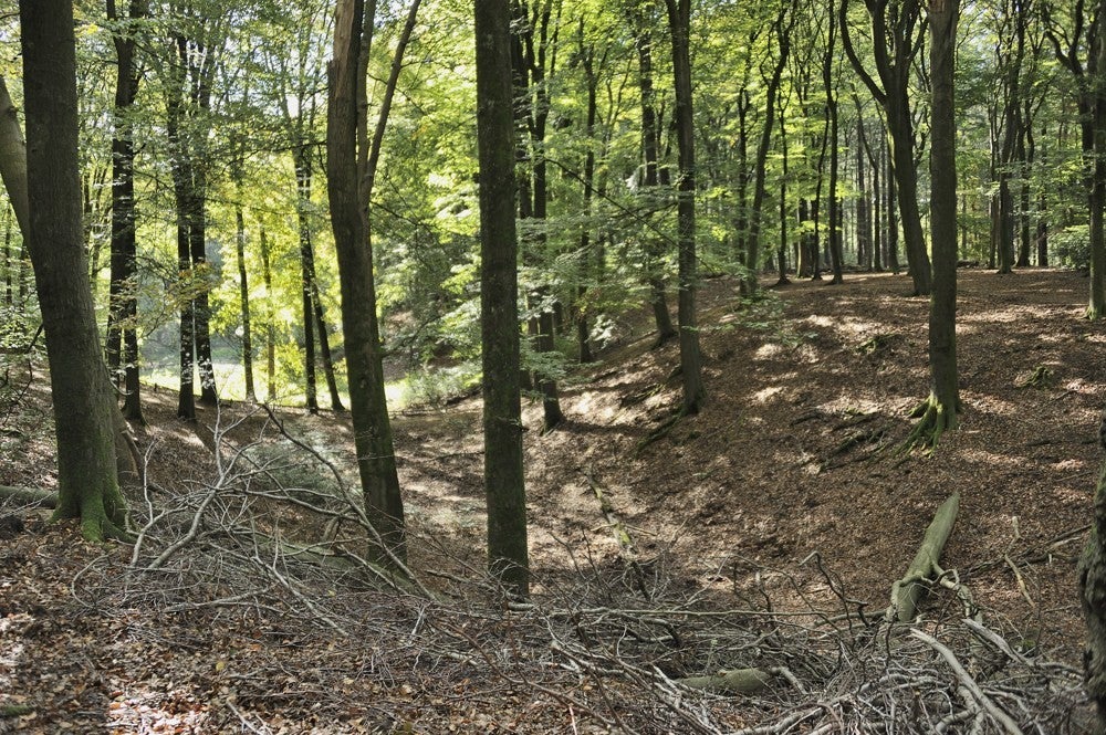 Speulderbos_herfst_042.jpg