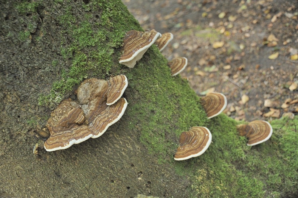 Speulderbos_herfst_044.jpg