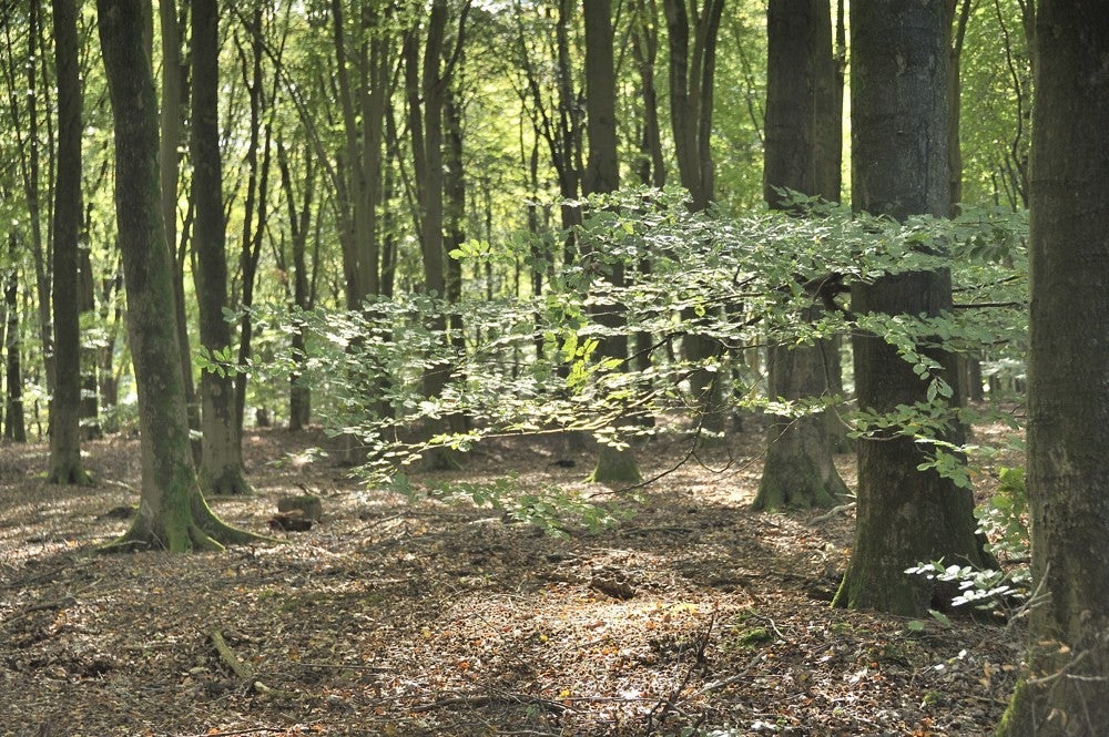 Speulderbos_herfst_046.jpg