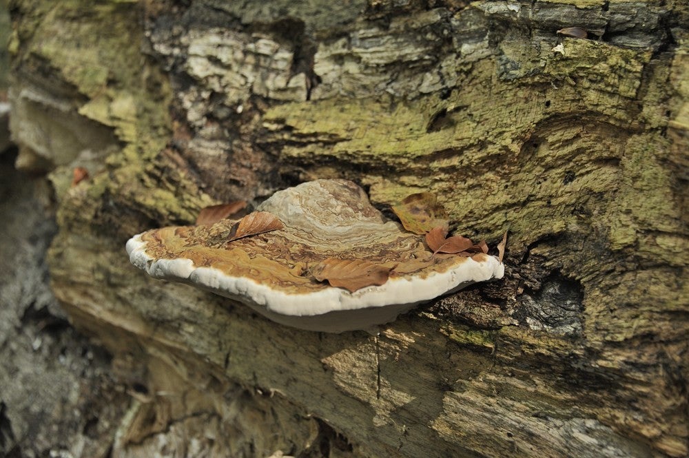 Speulderbos_herfst_048.jpg