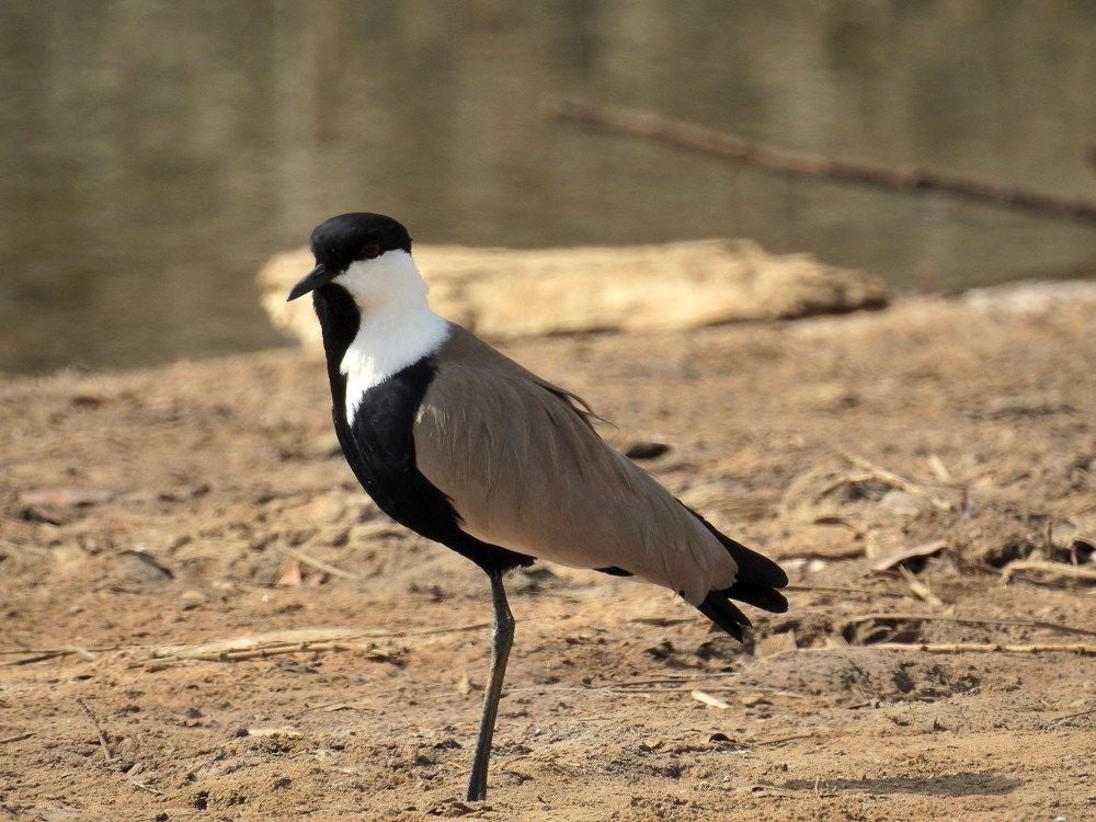 Spur-wingedLapwing_350-1.jpg