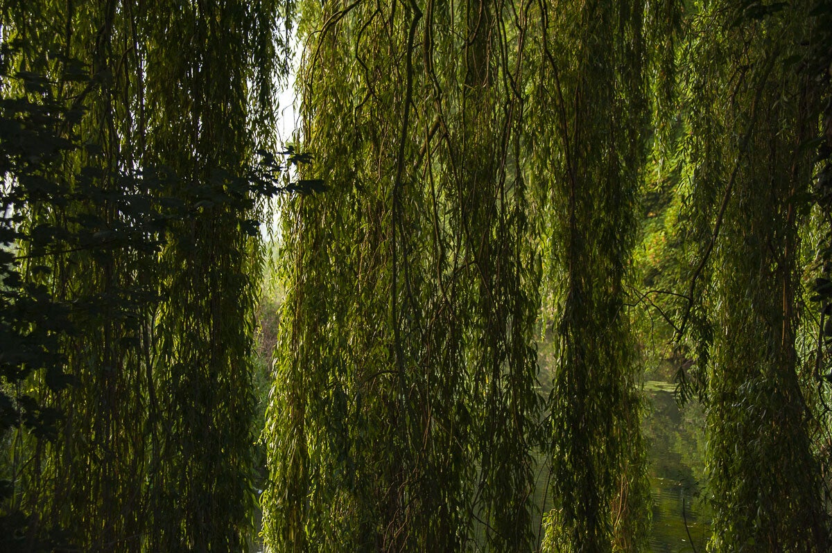 Stoetwegenpad Zeist 03 07 2015