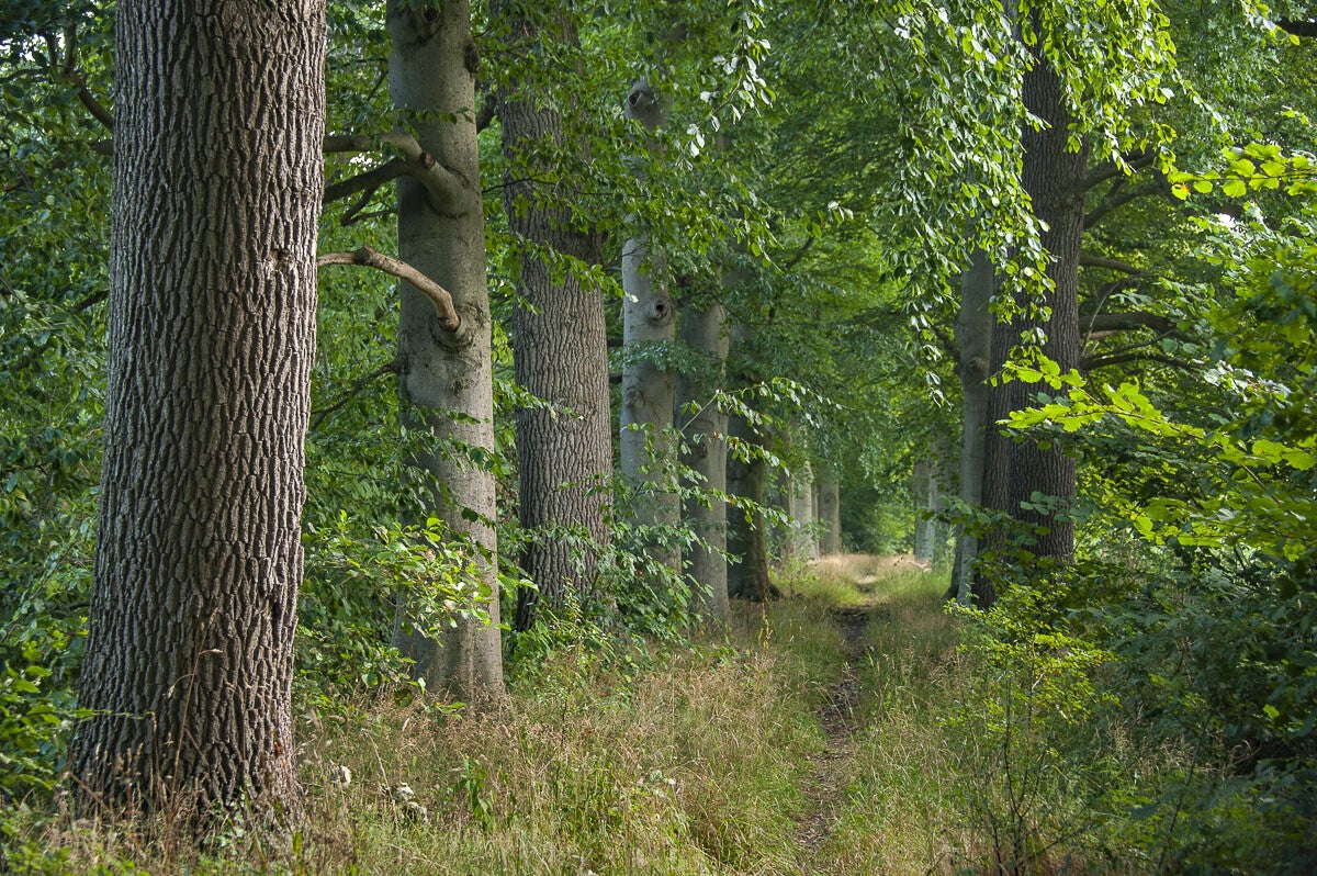 Stoetwegenpad_006.jpg
