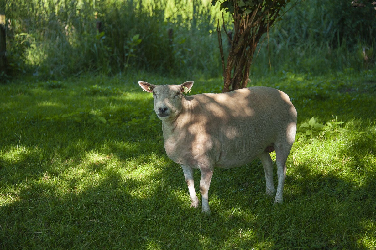 Stoutenburgerpad_078.jpg