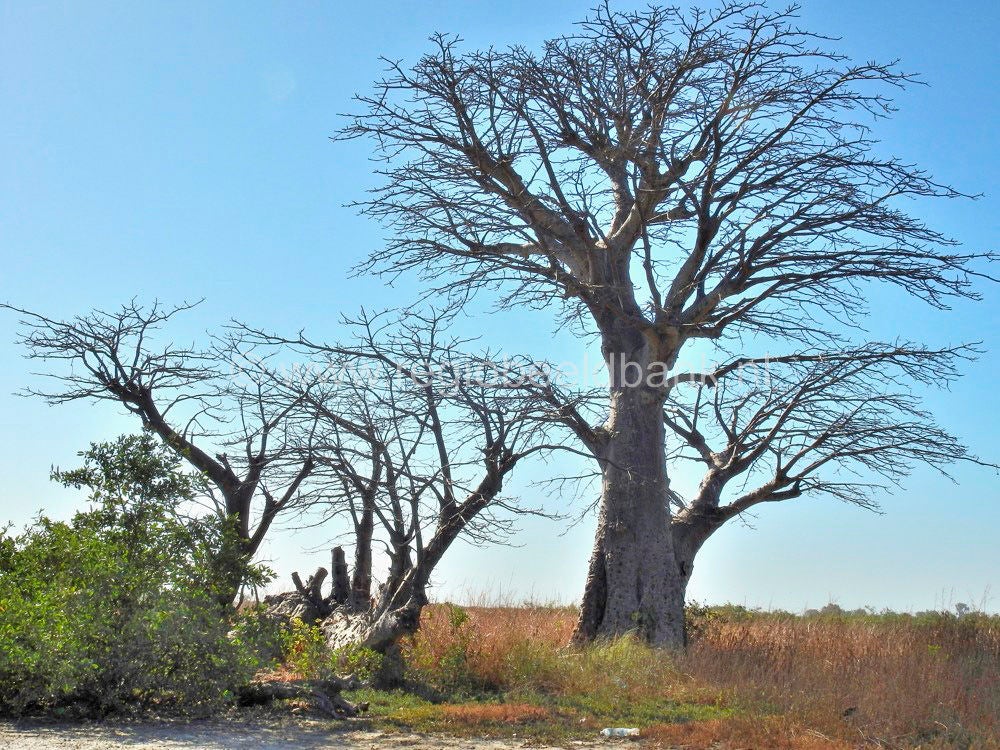 Tanbi Wetland Bakau