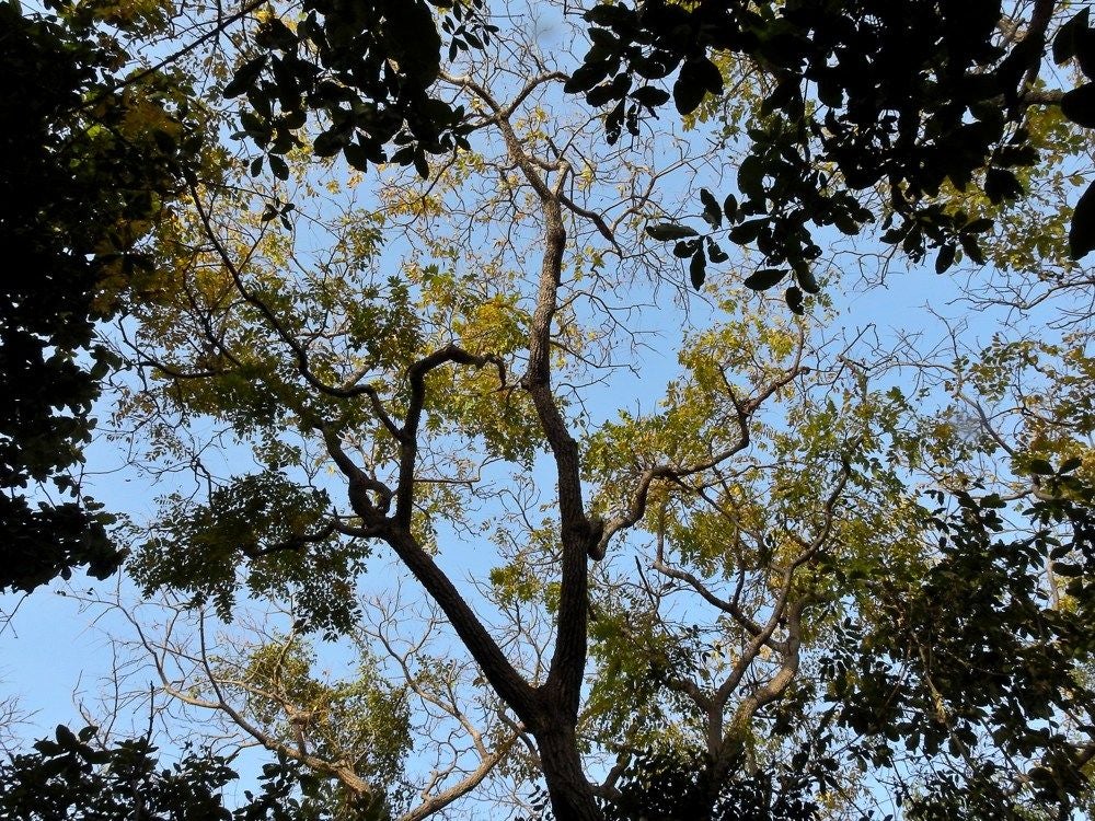 Tanji_Wood_2018_406.jpg