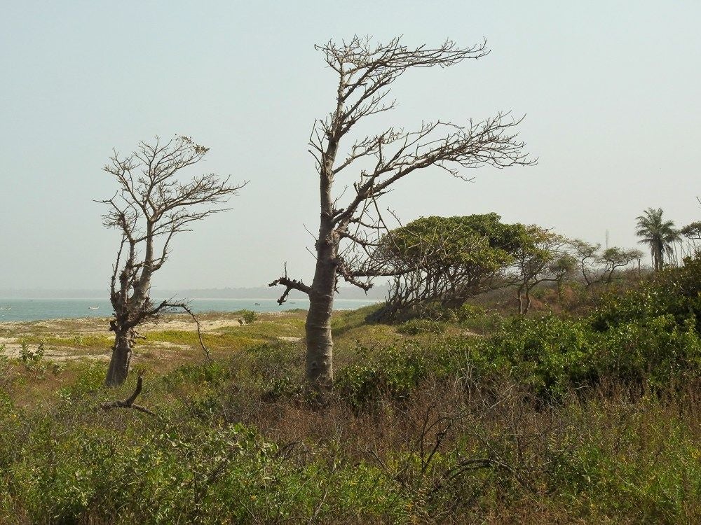 Tanji_Wood_2018_422.jpg