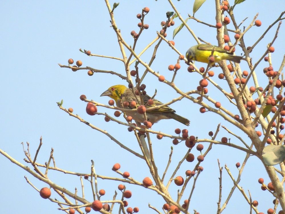 Tanji_Wood_2018_432.jpg