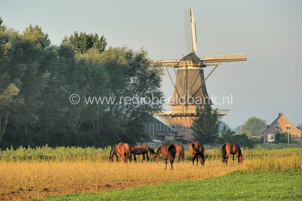TerWolde_004.jpg