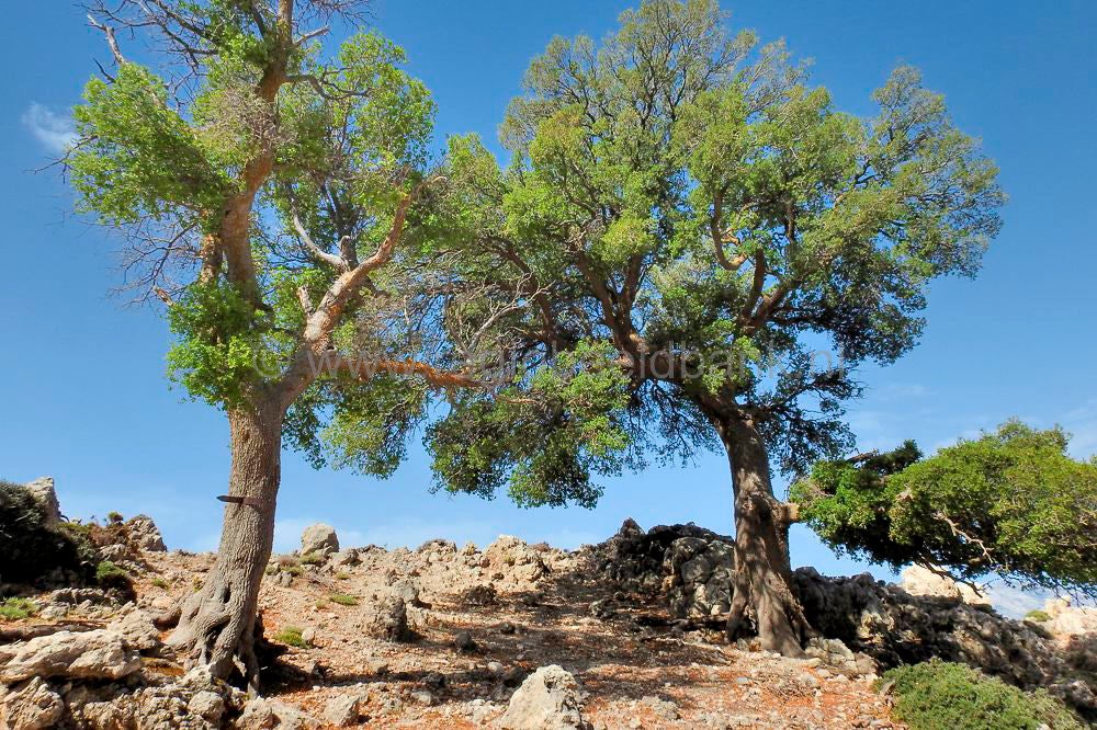 Toumpotos_Prinos_Refuge_16010.jpg