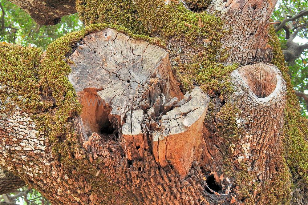 Toumpotos_Prinos_Refuge_16018.jpg