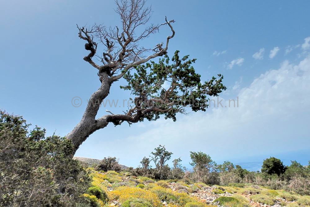 Toumpotos_Prinos_Refuge_16022.jpg