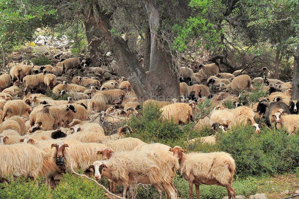 Toumpotos_Prinos_Refuge_16040.jpg