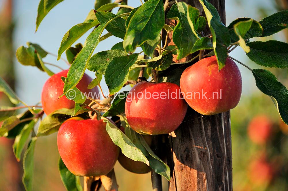 Tremelepad_010.jpg