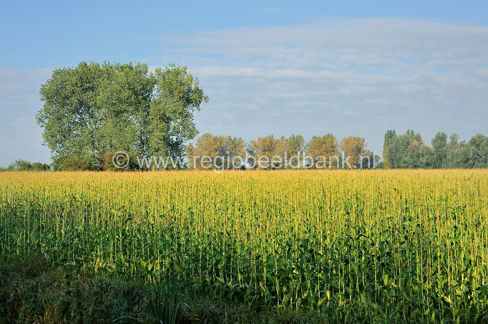 Tremelepad_038.jpg