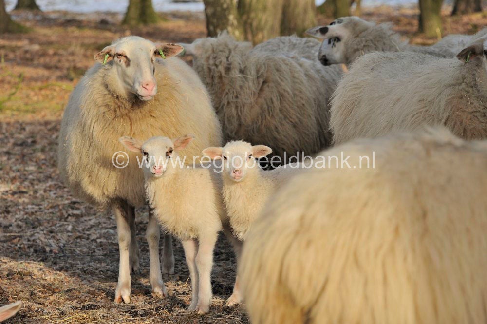 Uddelermeerpad_018.jpg
