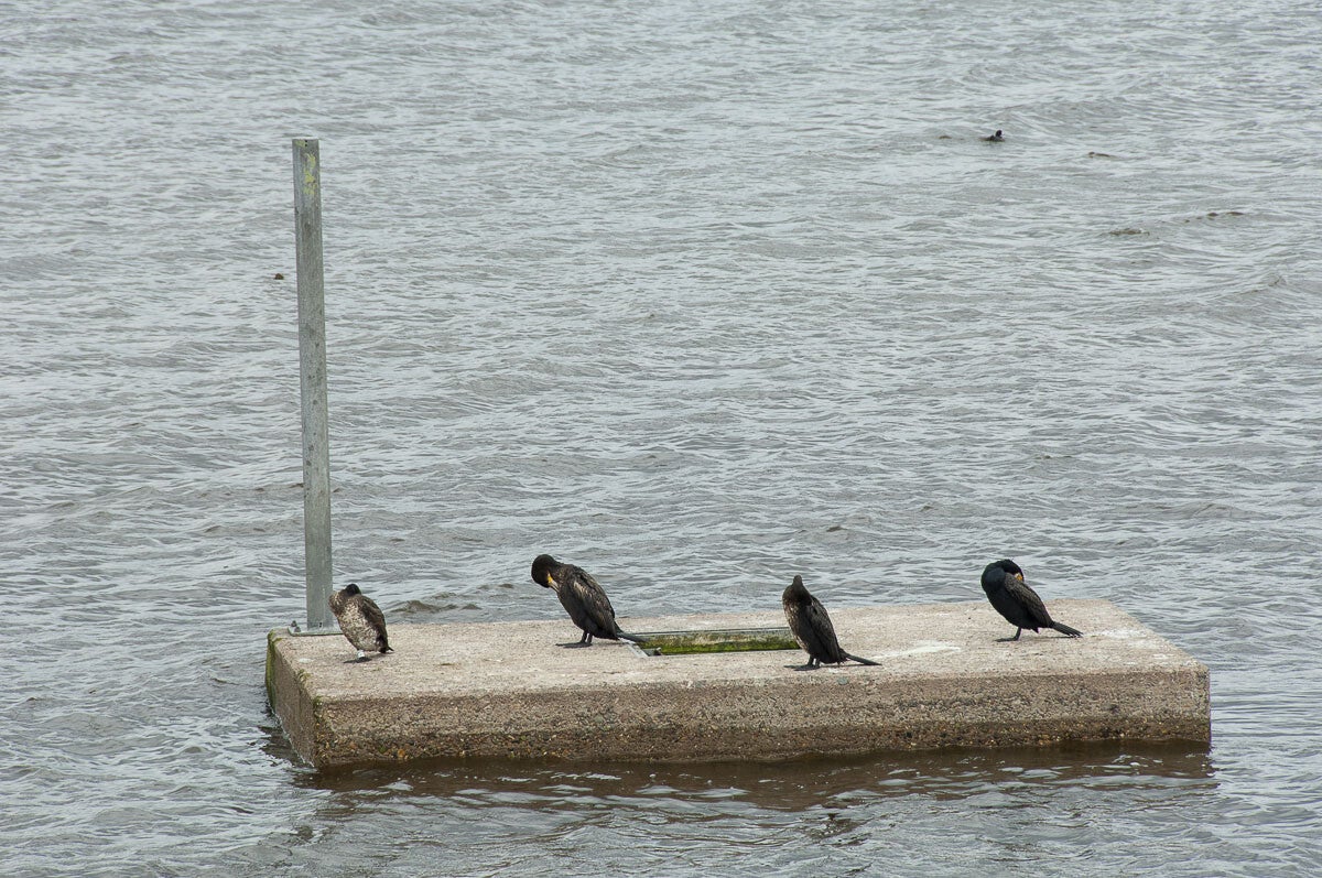 Veendijkpad034.jpg