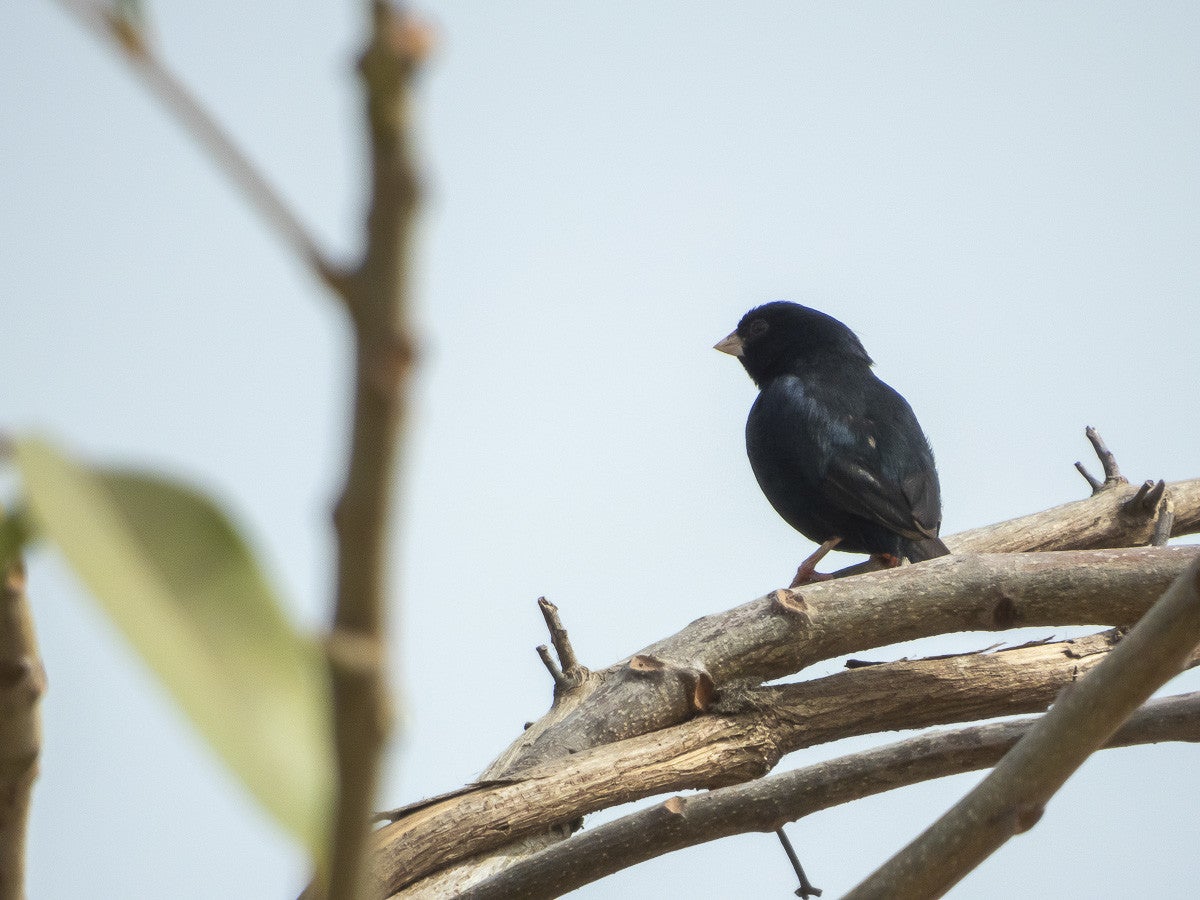 Villageindigo_5126-2.jpg