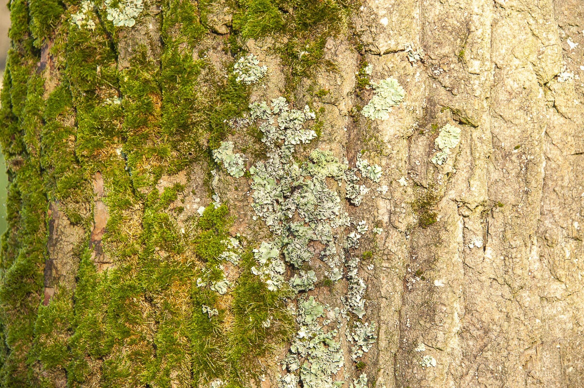 Vurensche_Polderpad_049-1.jpg