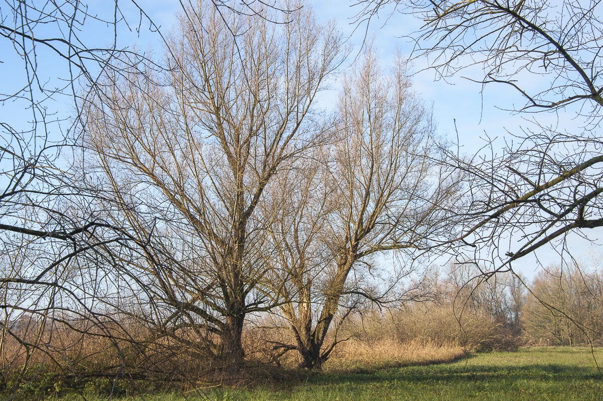 Vurensche_Polderpad_051-1.jpg