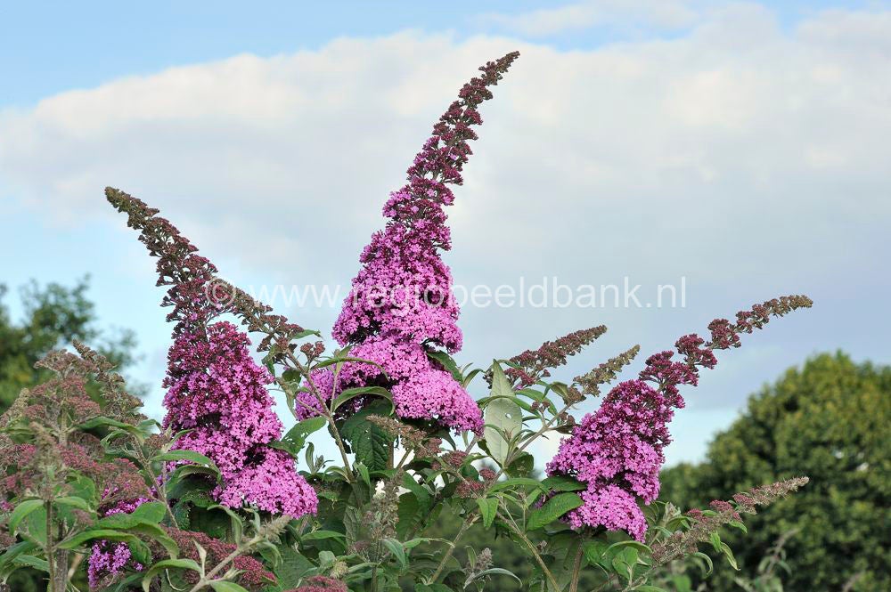 Wageningse_Engpad_013.jpg