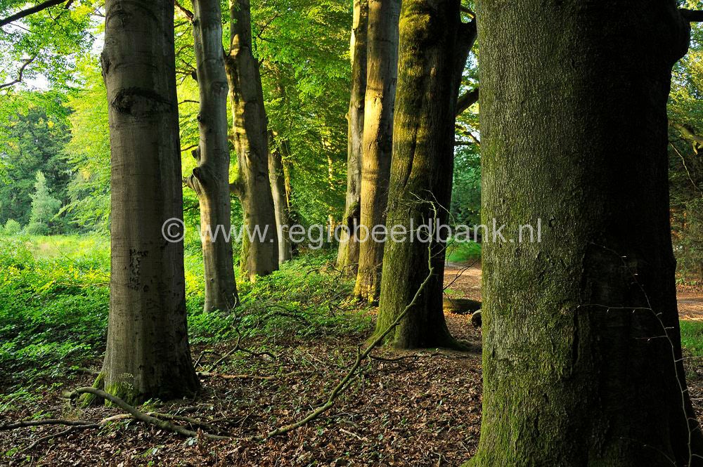 Wageningse_Engpad_032.jpg