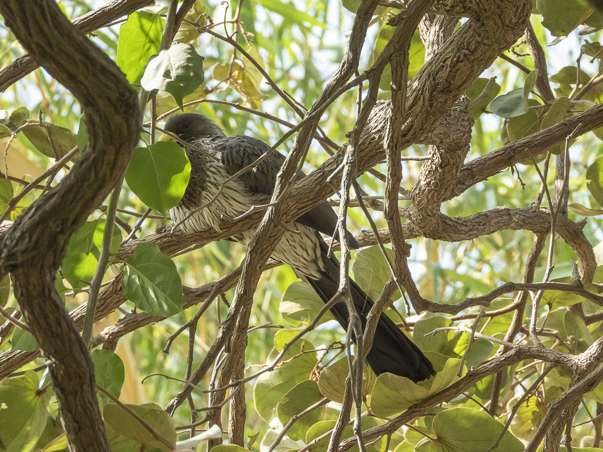 WesternGreyPlantain-eater_0808-2.jpg