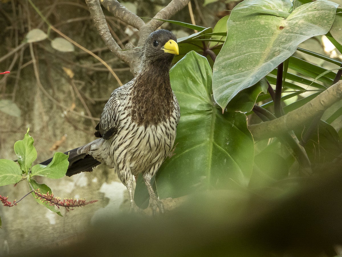 WesternGreyPlantain-eater_3041.jpg