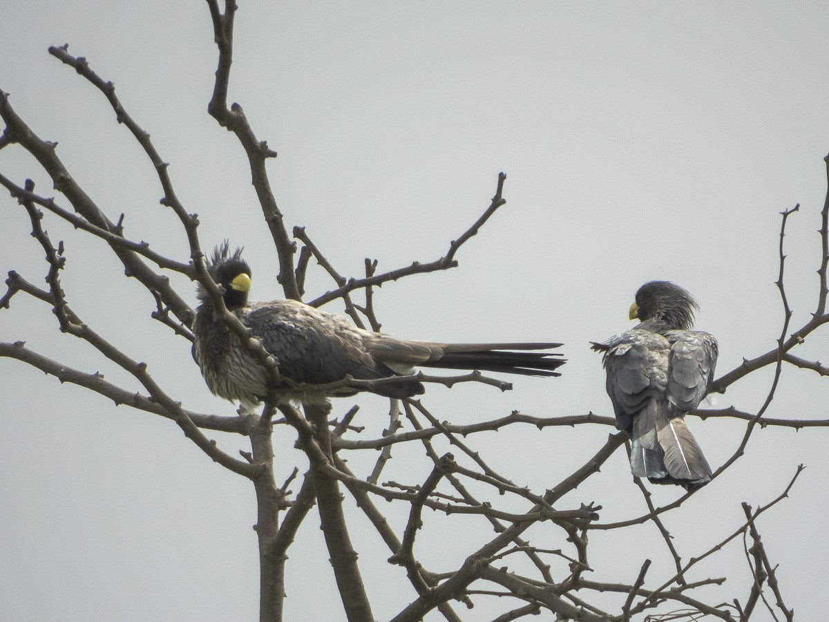 WesternGreyPlantain-eater_3718.jpg