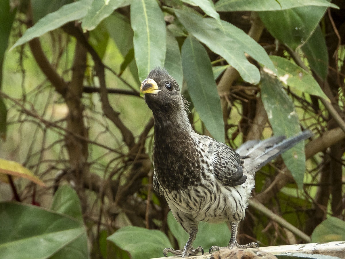 WesternGreyPlantain-eater_4171.jpg