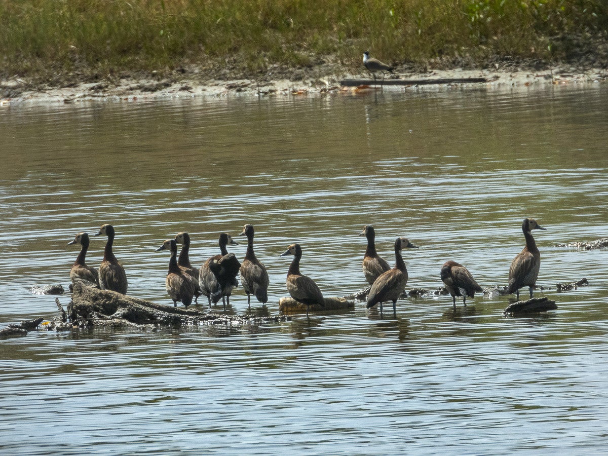 Whitefacedwhistlingduck_1900.jpg
