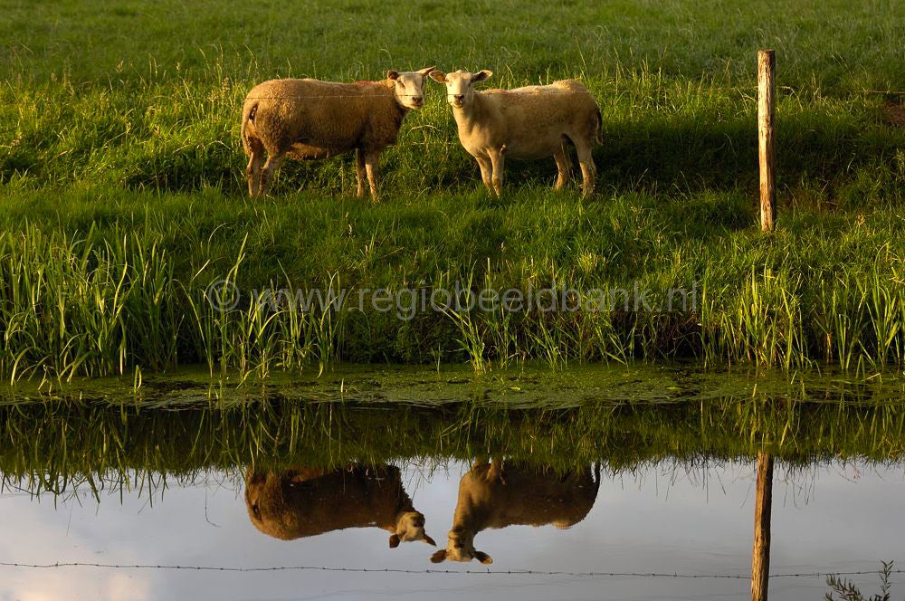Woudenbergse_grift_009.jpg