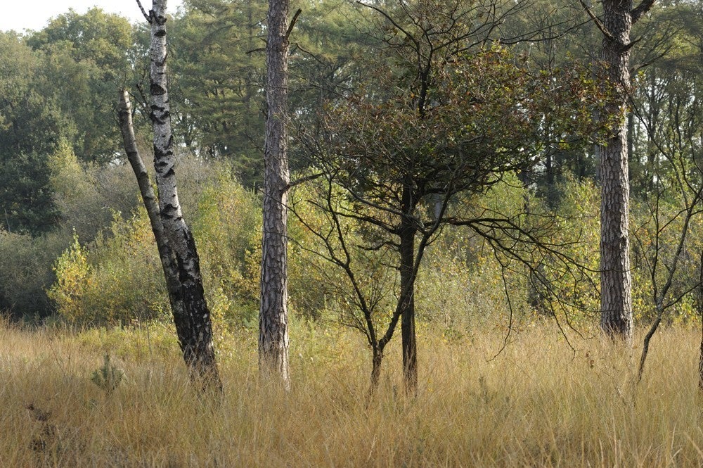 Zwartewater_135.jpg