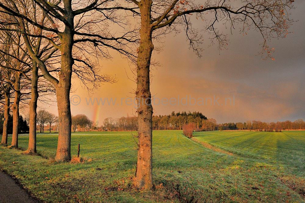 Kolfschoten